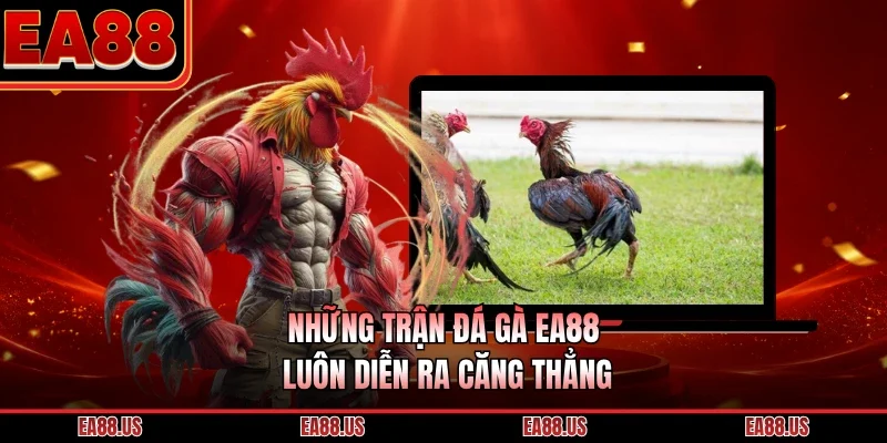 Những trận đá gà EA88 luôn diễn ra căng thẳng