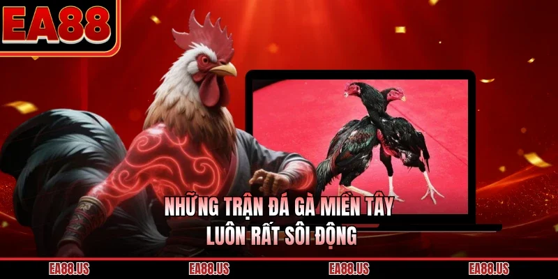 Những trận đá gà miền Tây luôn rất sôi động